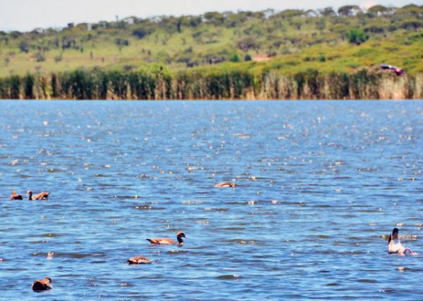 2014-01-04_Egyptian Goose-20001.JPG