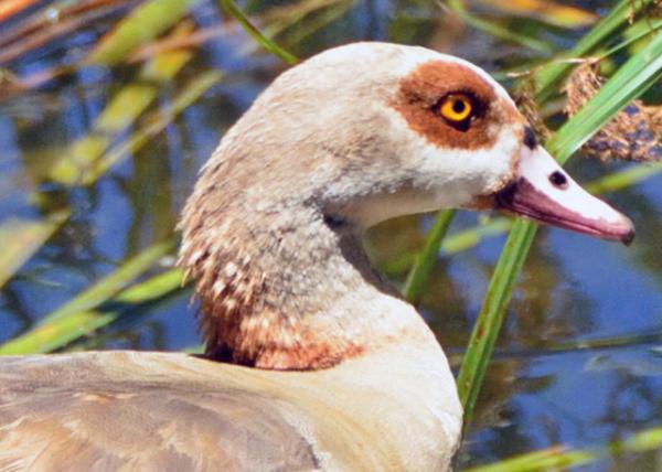 2014-01-04_Egyptian Goose-10001.JPG