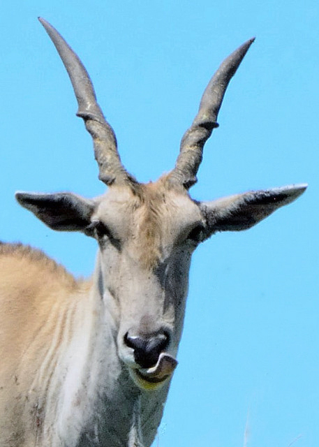 2014-01-04_Common Eland_Female in A Tan Coat غɫƤë-20001.JPG