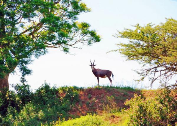 2014-01-04_Hartebeest -10001.JPG