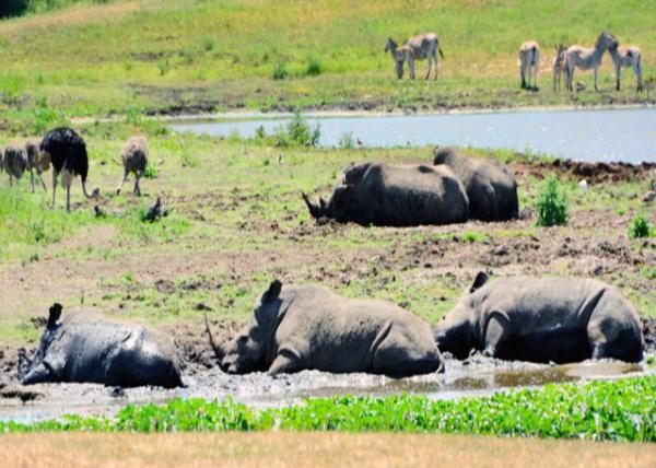 2014-01-04_Rhino Wallow Ϭţɳԡ0001.JPG