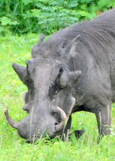2014-01-08_Warthog Dad w Four Warts -10001.JPG