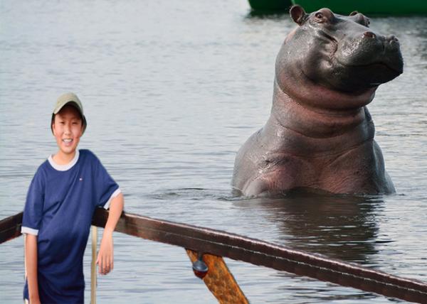 2014-01-08_Hippo_A Gazing Hippopotamus ŵĺ-30001.jpg