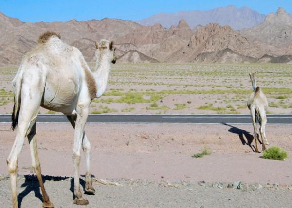 04-04-11_ Camel Jaywalk պᴩ·0001.JPG