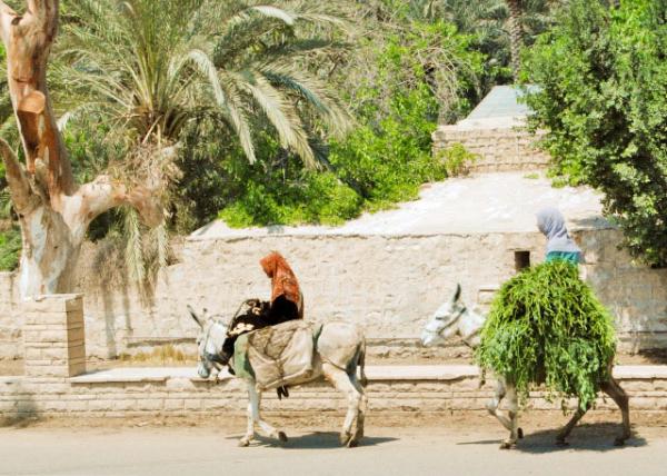 04-05-11_ Donkey Caravan Ferrying Alfafas around Memphis Ϸ˹Ҷݵë¿0001.JPG