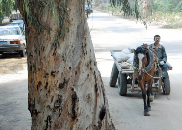 04-05-11_Horse Carriage.JPG