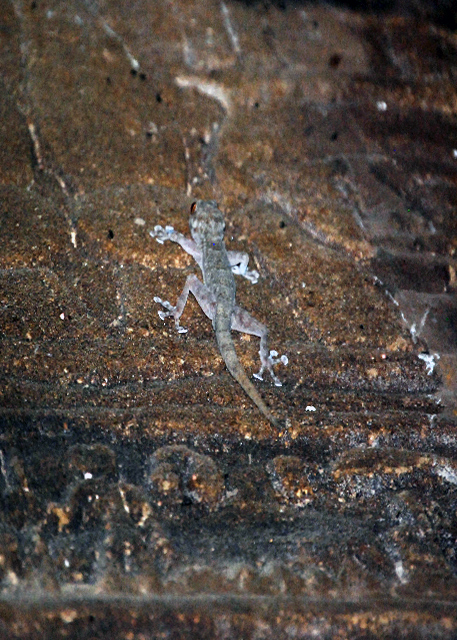 04-06-11_ Gecko in Temple of Phiale_ Kom Ombo0001.JPG