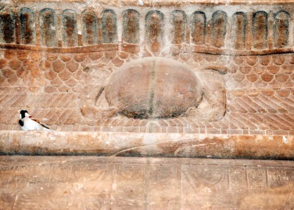 04-06-11_ Scarab Beetle ʥ׳0001.JPG