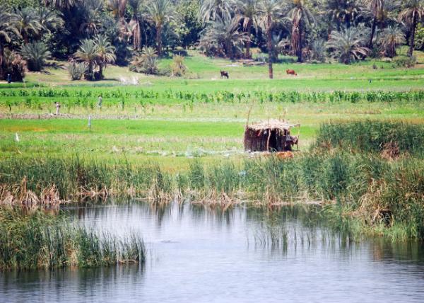 04-07-11_ Marsh along the Nile ޺ذ-30001.JPG