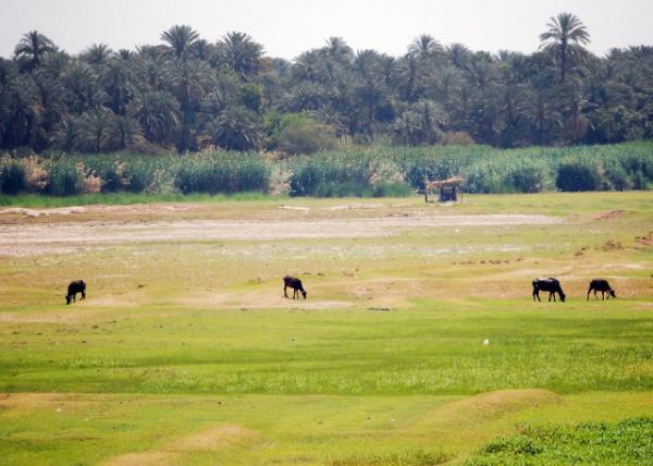 04-07-11_ Nile Valley & Delta ޺ӹ-10001.JPG