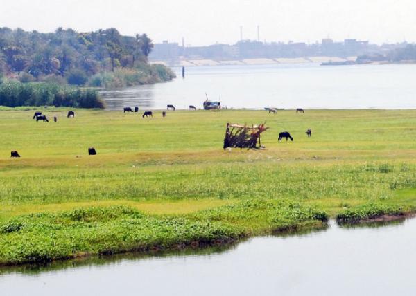 04-07-11_ Emmer Wheat & Barley Field С-20001.JPG