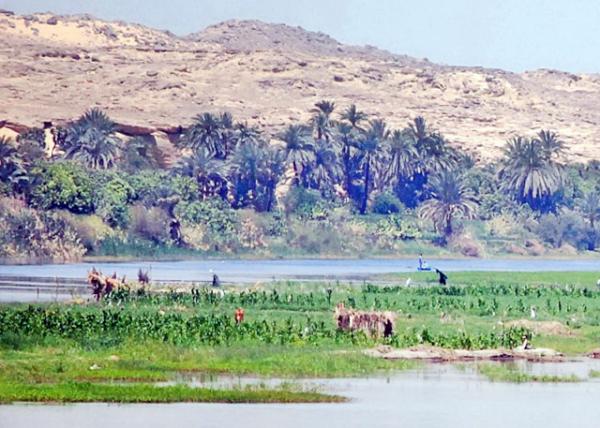 04-07-11_ Dairy Farming in the Nile Delta ޺ţֳ-60001.JPG