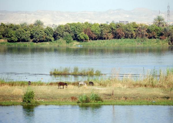 04-07-11_ Lentils, Broad Beans, Peas, Watermelons, & Spices like Coriander & Cumin ϶㶹ܾݴȻ֮-90001.JPG
