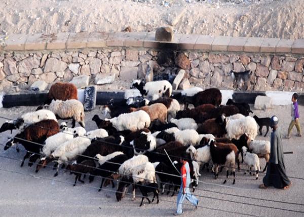 04-08-11_ A Flock of Sheep & Shepherds Ⱥ0001.JPG