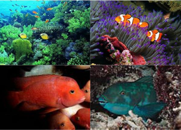 1753102773141623.jpg 04-10-11_ Fish-1.jpg