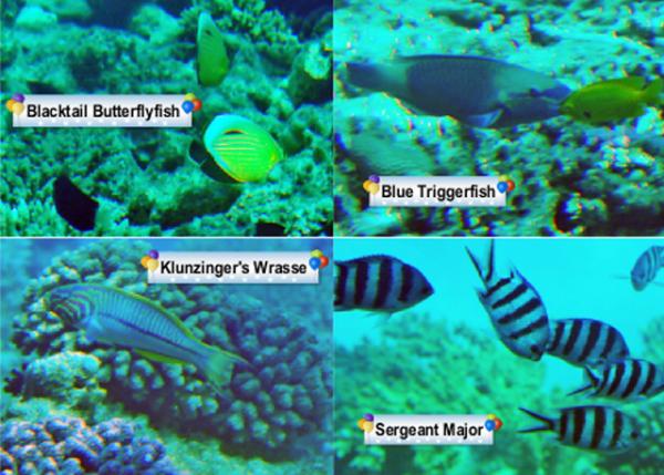 04-10-11_ Fish-2.jpg