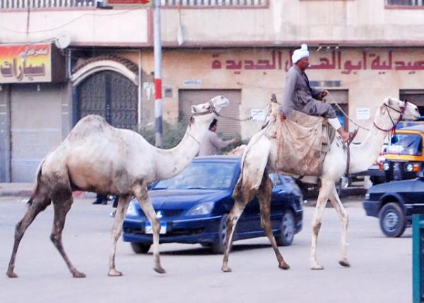 04-02-11_ Jaywalk_ Cairo-10001.JPG