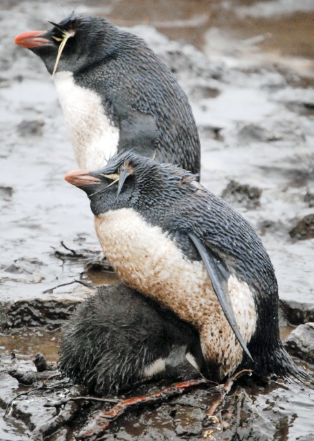 12-30-12_ Rockhopper Penguins-100010001.JPG