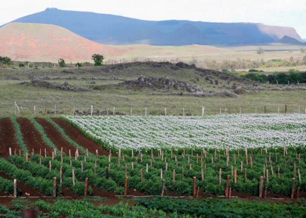 12-16-12_ Easter Island_Agricultural Plantation ũҵֲ԰-110001.JPG