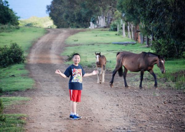 12-16-12_ Easter Island_Dam & Foal ĸ-100001.JPG