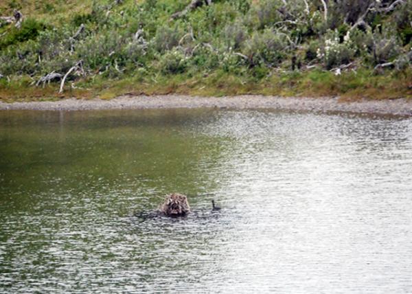 12-28-12_ Bird Nest Built in A River Center ںĵ-20001.JPG