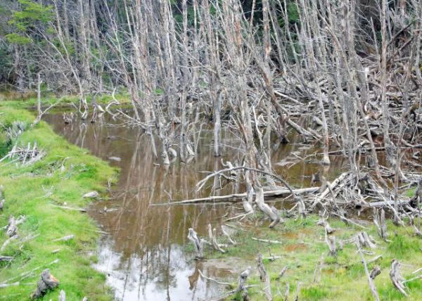 12-28-12_ Beaver Dam -20001.JPG