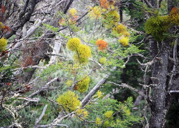12-28-12_ Chinese Lanterns й0001.JPG