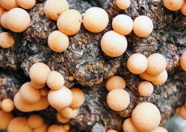 12-28-12_ Indian Bread ӡ-20001.JPG