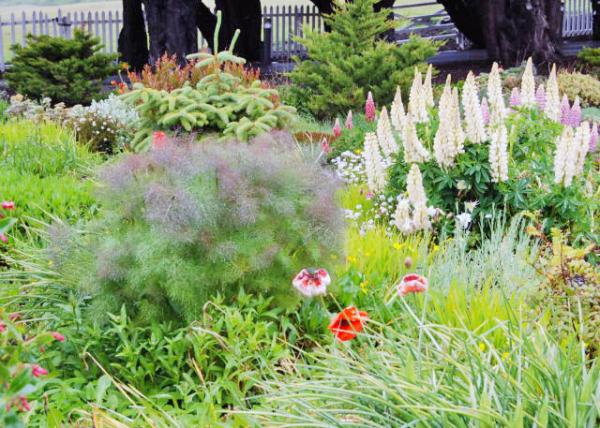 12-30-12_ Flower Garden0001.JPG