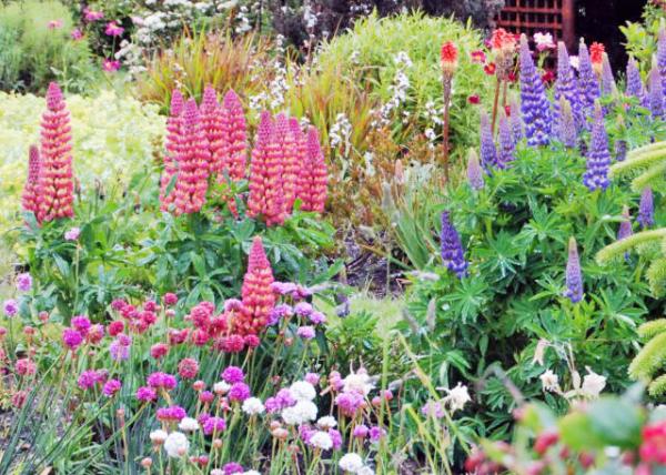 12-30-12_ Fox Gloves ëػ-20001.JPG