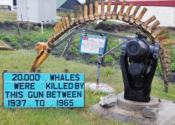 12-30-12_ Falkland Islands Museum and National Trust_Whale Gun Ⱥݺ͹лᡤǹ0001.JPG