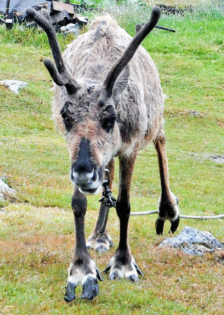 12-30-12_ Reindeer ѱ¹-10001.JPG