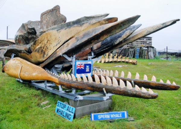 12-30-12_ Sperm Whale Jaws Ĩ㾨0001.JPG