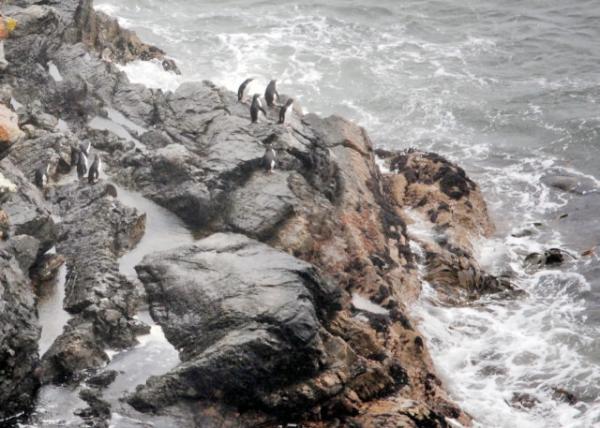 12-30-12_ Berkeley Sound_Rockhopper Penguin Colony Ӫ-20001.JPG