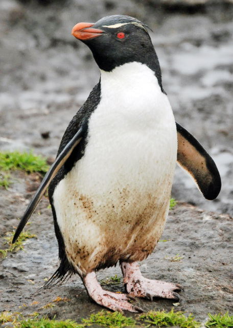 12-30-12_ Rockhopper Penguin-30001.JPG