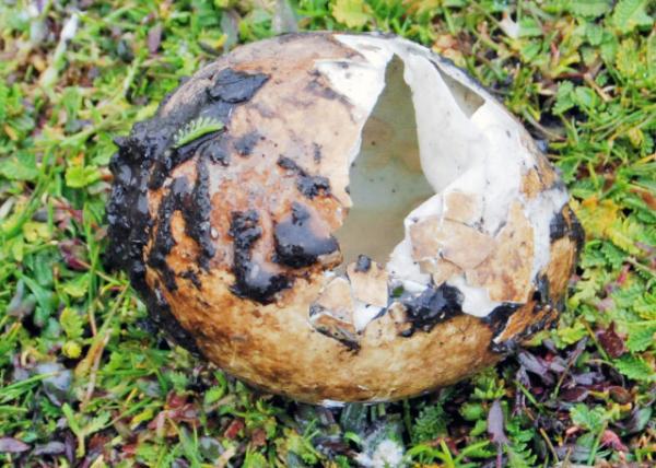 12-30-12_ Rockhopper Penguin's Egg0001.JPG