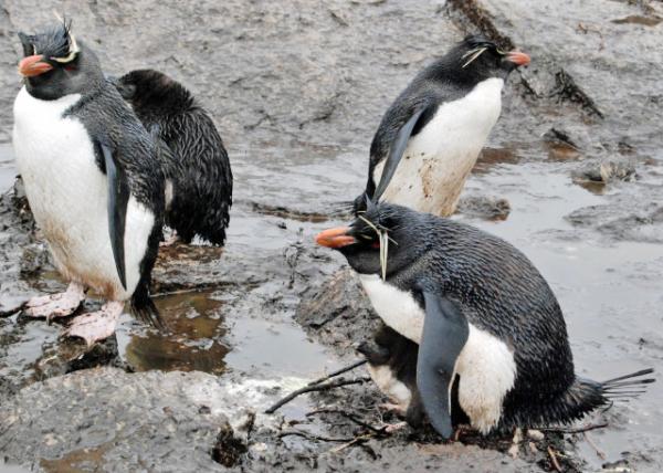 12-30-12_ Rockhopper Penguins-30001.JPG