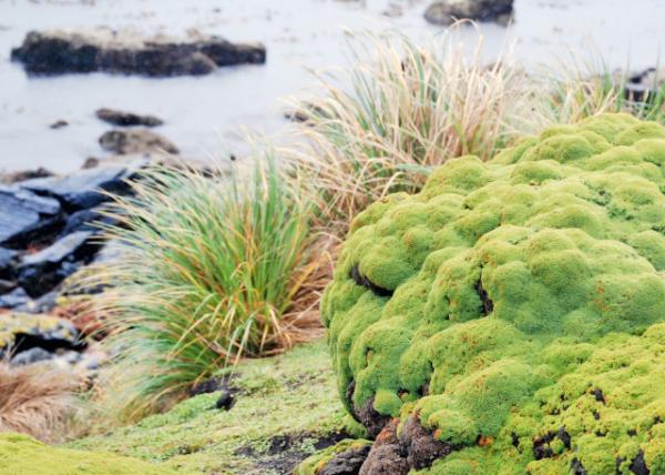 12-30-12_ Cushion Plant ״ֲ0001.JPG