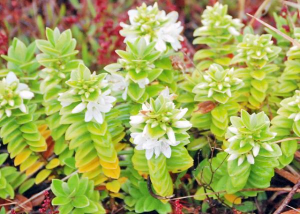 12-30-12_ Snake Plant β0001.JPG