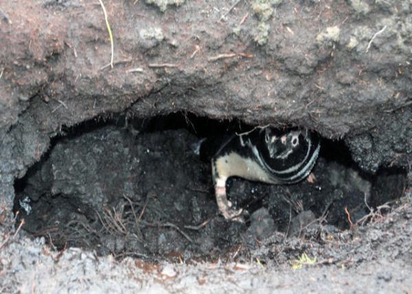 12-30-12_ Magellanic Penguins Burrow 춴Ѩ-10001.JPG