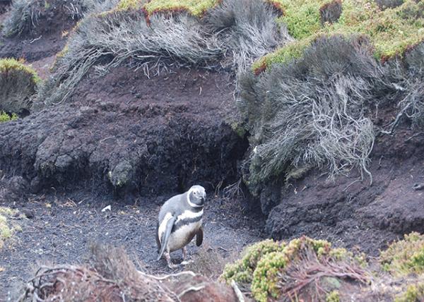 12-30-12_ Magellanic Penguins Burrow 춴Ѩ-20001.jpg
