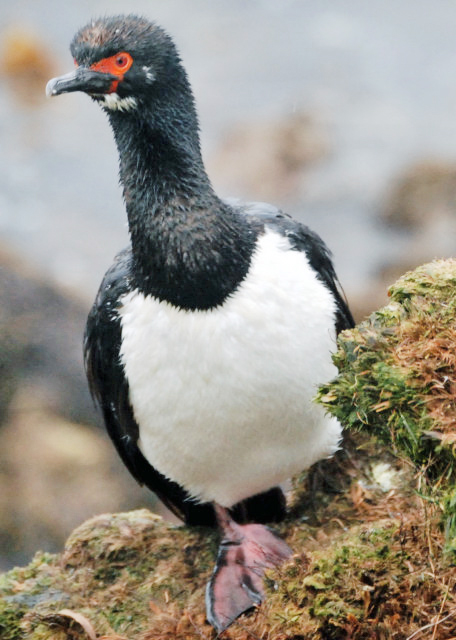 12-30-12_ Rock Cormorant 0001.JPG