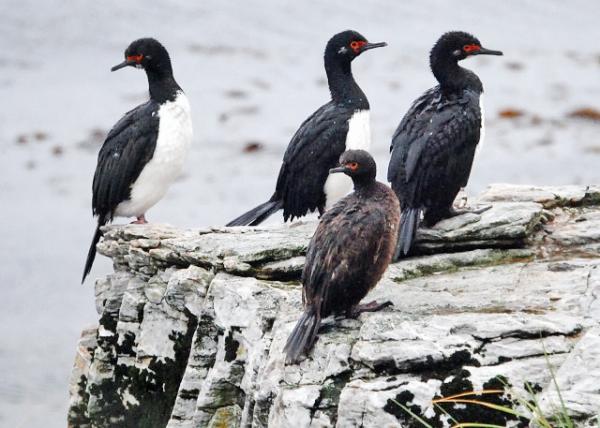 12-30-12_ Rock Cormorants_3 Rock Cormorants & A Juvenile (ֻ0001.JPG