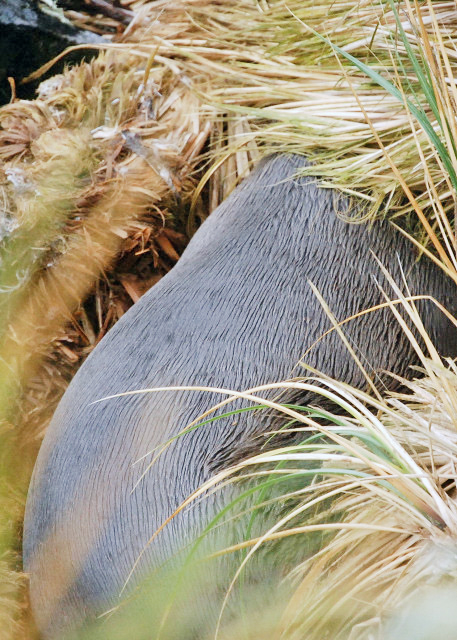 12-30-12_ Hidden Sea Lion ĺʨ0001.JPG