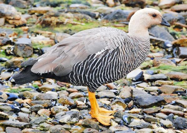 12-30-12_ Steamer Duck Ѽ-10001.JPG