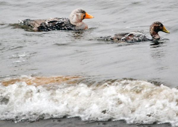 12-30-12_ Steamer Ducks-10001.JPG