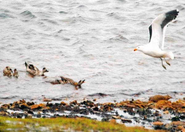 12-30-12_ Steamer Ducks Yelled to A Seagull ѼԤ-20001.JPG