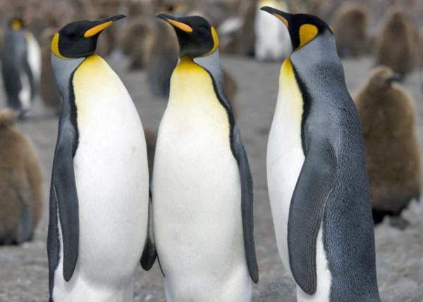 King Penguins 0001.JPG