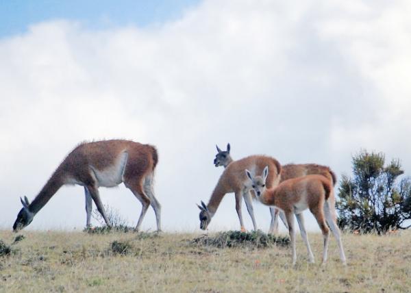 01-01-13_ Guanacos ˹ɽ-20001.JPG