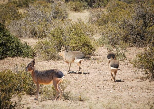 01-01-13_ Patagonian Mara -20001.jpg